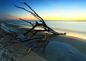 Treibgut am Strand