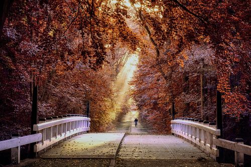 taking the bridge of light