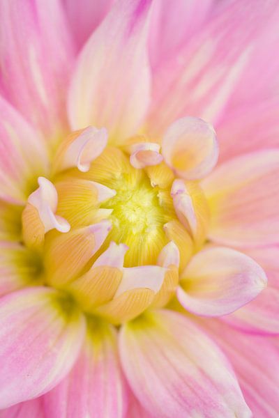 Dahlia - Pink Passion by Dagmar Hijmans