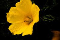 Bouton d'or