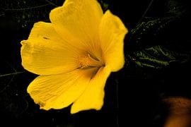 Buttercup by Dubbel Dushi