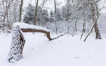 De Strubben-Kniphorstbosch - Schipborg - Drenthe (Pays-Bas)