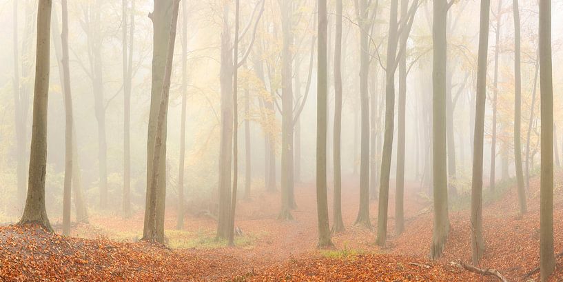 Stammenderbos von Bob Luijks