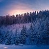 Sonnenuntergang über einem verschneiten Nadelwald von Denny Gruner
