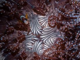 Het huis van de zwarte anemoonvis van Enak Cortebeeck