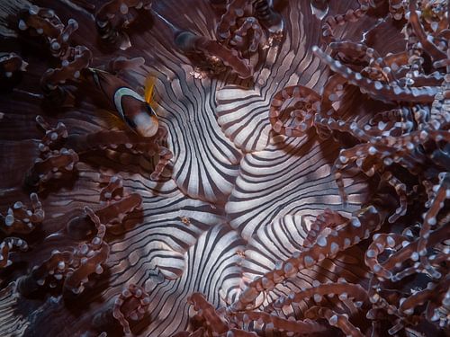 Das Haus des Anemonenfisches der Clarks. von Enak Cortebeeck