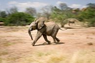 Elefant, laufendes Elefantenbaby.lif von Louis en Astrid Drent Fotografie Miniaturansicht