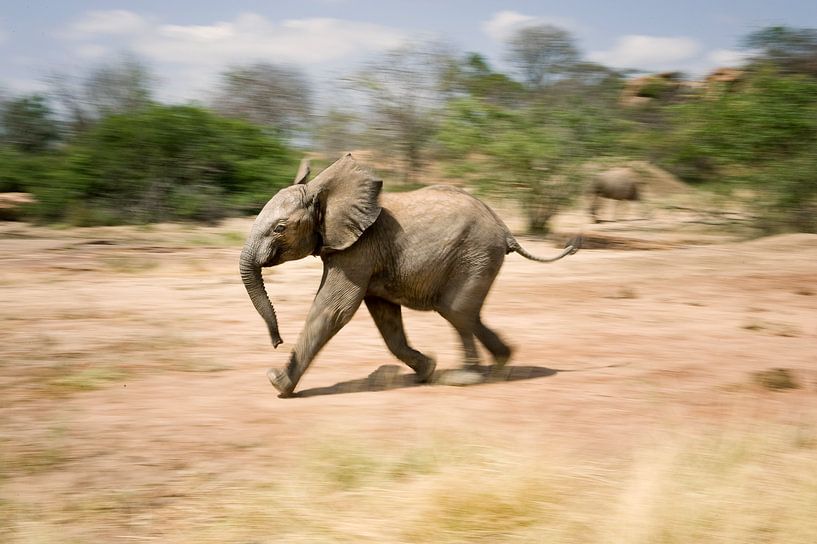 Elefant, laufendes Elefantenbaby.lif von Louis en Astrid Drent Fotografie