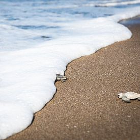 Turtle by Sylvia Fransen