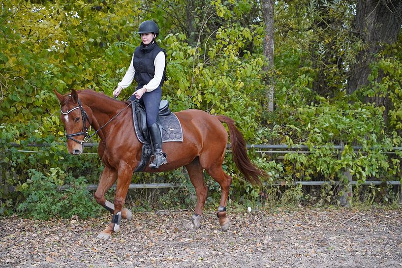 Training with the bay Oldenburg mare on a riding arena by Babetts Bildergalerie