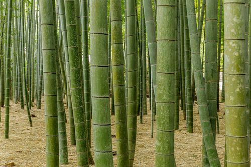 Bamboebos in Japan