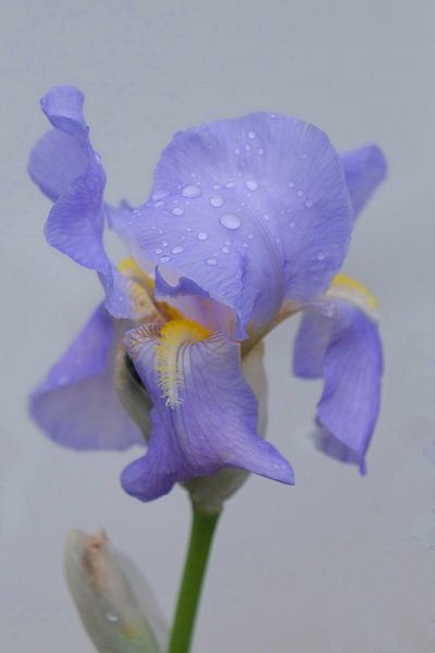 IRIS par Isa Bild