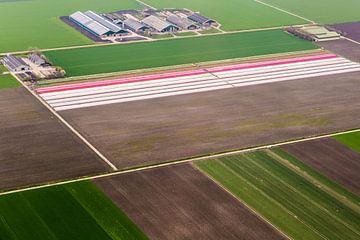 Bollenveld in de bloei! van Melvin Erné