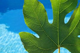 Green fig leaf and spring awakening by Adriana Mueller