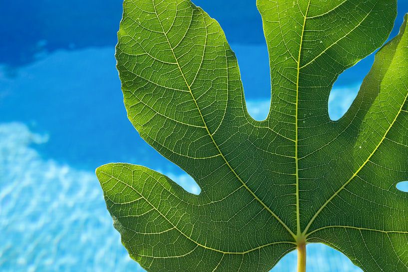 Groen vijgenblad en het ontwaken van de lente van Adriana Mueller