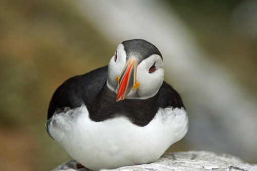 Papegaaiduikers op het eiland Skellig Michael in Ierland