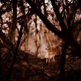Bambi in het bos van Michiel de Bruin