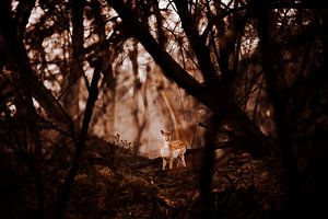 Bambi dans la forêt sur Michiel de Bruin