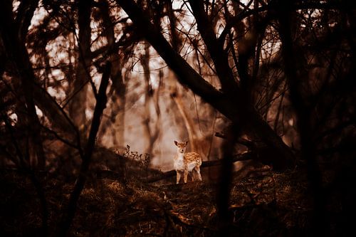 Bambi in het bos