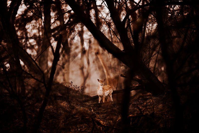 Bambi in het bos van Michiel de Bruin
