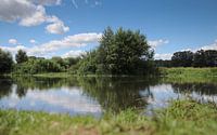 nature in summer