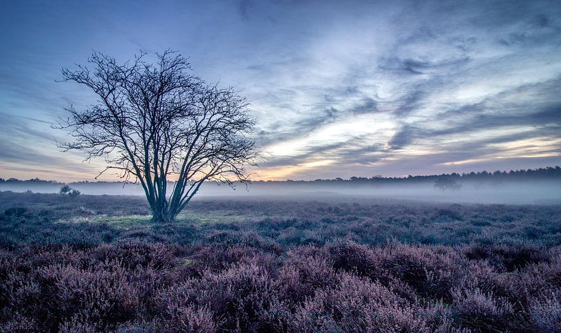 Beautiful sunrise on the Hoorneboegse Heide by Connie de Graaf