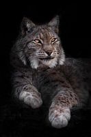 A beautiful imposing cat lynx lies full face half-turned outstretched its legs in the darkness glowi