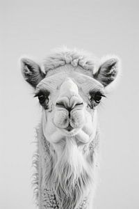 Kamel