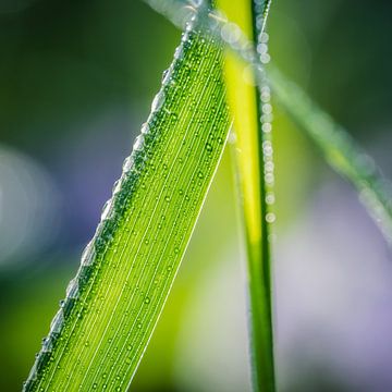 Morgentau von John Goossens Photography