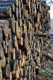 Verloren bos / lost forrest von Ger Nielen