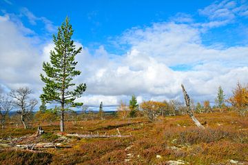 Toendra in de bergen in Midden-Zweden van Karin Jähne