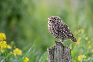 Chouette chevêche dans un habitat fleuri sur Wilna Thomas