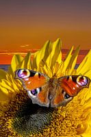 Papillon sur un tournesol