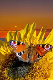 Butterfly on a sunflower by Lucas De Beleyr