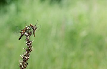 Twee libellen op een dun twijgje van Ulrike Leone