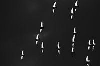 Pigeons fly in the dark sky