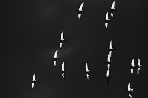 Les colombes volent dans le ciel sombre