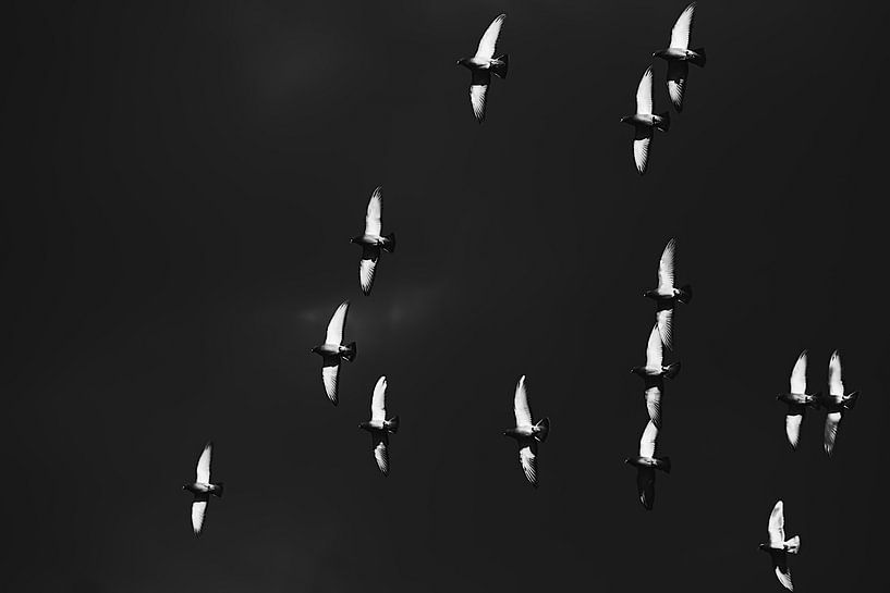Les colombes volent dans le ciel sombre par stewic_
