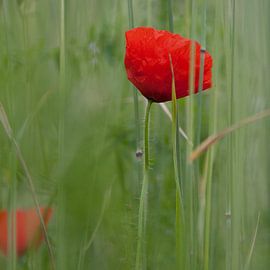 Mohnblume von Iwan Heeffer