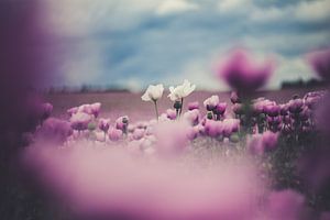 Papaver sur Caroline Meister