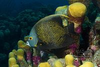 French Angelfish, Bonaire