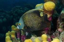 French Angelfish, Bonaire by Joseph M. Bowen Photography