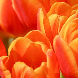 Bosje Tulpen van Caroline Guerain