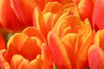 Bosje Tulpen van Caroline Guerain