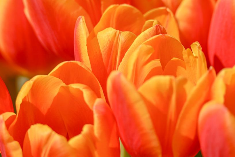 Bosje Tulpen van Caroline Guerain