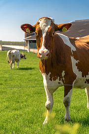 Posierende Kuh von Edwin Boer