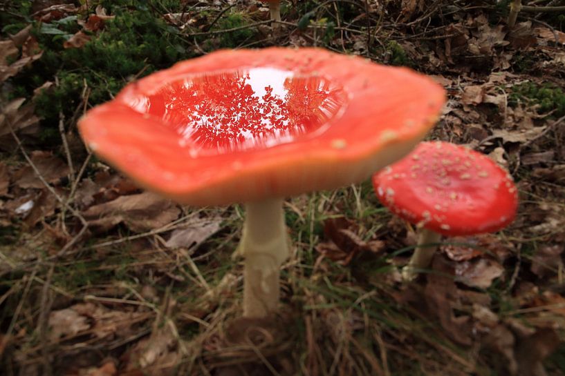 Amanite tue-mouches (Amanita muscaria), également appelée Amanite rouge Germany par Frank Fichtmüller