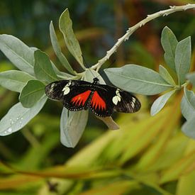 kleiner Schmetterling in der Natur von Lieke Elsinga
