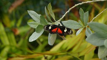 kleine vlinder in de natuur van Lieke Elsinga