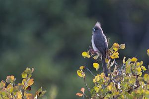 Mousebird Guard - Bunte Kontraste